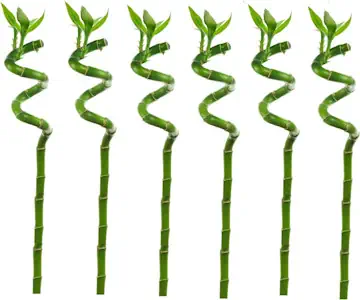 Plant in a Box - Dracaena sanderiana - 6er Set - Lucky Bamboo - Glücksbambus pflanze echt - Höhe 40-50cm