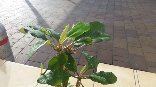 Portal Cool Seltene Euphorbia Leuconeura Zimmerpflanze 5 Fresh Seeds 100% Keimungrate