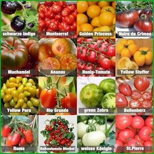Prademir – Tomatensamen Set aus 16 seltenen & alten Sorten – Tomaten Anzuchtset mit 100% Natursamen handverlesen aus Portugal – Tomatensaat mit hoher Keimrate für Garten, Balkon, Terrasse, Gewächshaus 