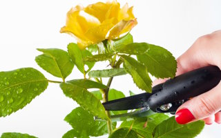 Was ist eine Präsentierschere für Rosen?
