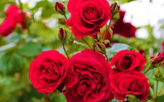 Gartenratgeber.com