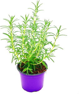 Rosmarin Pflanze ´Blue Winter´ winterharte Kräuterpflanze  - Jetzt bei Amazon kaufen*