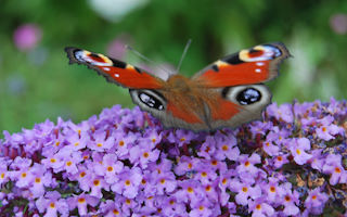 Schmetterlingsflieder kaufen: Ein farbenfroher Besuchermagnet für Ihren Garten