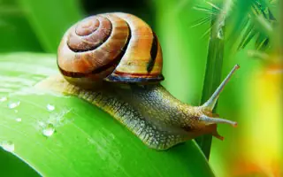 Was hilft gegen Schnecken im Garten?