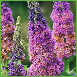 Sommer-Flieder 'Flower Power' (Buddleja Davidii) - Mehrfarbiger Schmetterlingsflieder von Garten Schlüter