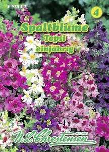 N.L. Chrestensen 562542 Spaltblume Topsi (Spaltblumensamen)