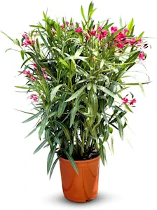 Sunny Tree Oleander - farbe Rot - 80-100 cm - Nerium Oleander Pflanze für draußen - Immergrün im Winter - Mediterrane Pflanze 
