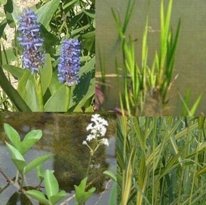 Teichpflanzen Set Mini Teich mit Wasserschwaden, Kalmus, Fieberklee und Hechtkraut aus Naturteichen, tolle Ware, nie wieder Algenprobleme