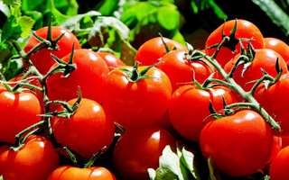 Tomaten pflanzen: Ein Leitfaden für Anfänger