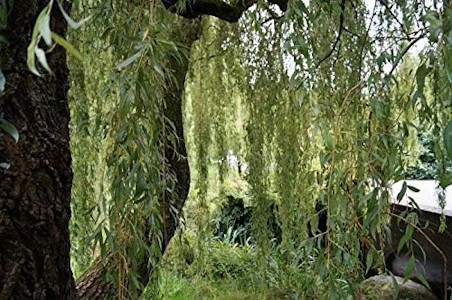 Trauerweide 100-125cm - Salix alba