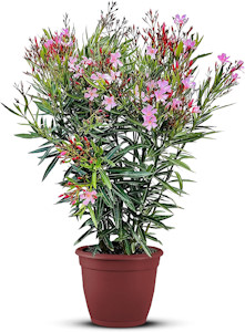 Tropictrees Nerium Oleander | Oleander Pflanzen winterhart | immergrüne winterharte Pflanze mit einer Höhe 80-120 cm | rosa Blüten | Hitze- und trockenheitsresistent  - Jetzt bei Amazon kaufen*