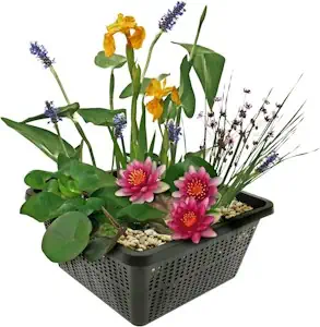 vdvelde.com - Mini Teichpflanzen Set Winterhart - Rot - 1 Rote Seerose und 3 Blühende Wasserpflanzen - inklusive Teichkorb, Lehm, Abdeckkies und Teichpflanzen Dünger - Van der Velde Wasserpflanzen