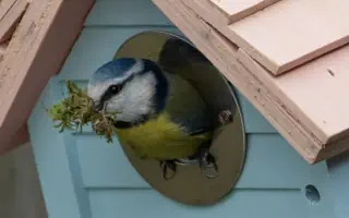 Vogelhaus kaufen oder bauen? Das müssen Sie beachten