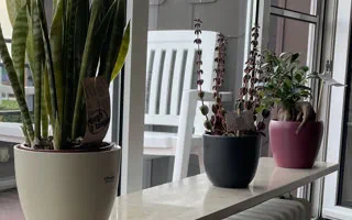 Was ist Pinzieren? Diese Tipps müssen Sie beachten