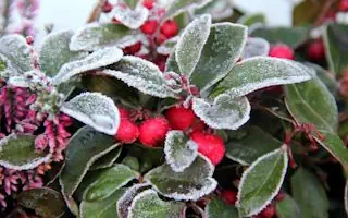 Was tun bei Frostschäden an Pflanzen?