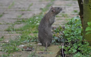 Was tun gegen Ratten im Garten?