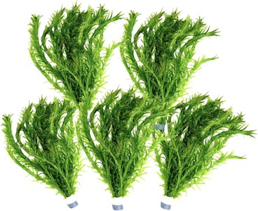 5 Bund Wasserpest, Teich Pflanze, Wasserpflanze, Elodea Densa, Aquarium Pflanze 