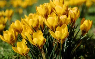 Gartenratgeber.com
