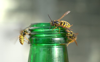 Wespen vertreiben - die besten Tipps