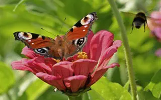 Gartenratgeber.com