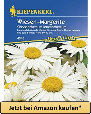 Wiesen-Margerite - Jetzt bei Amazon kaufen*