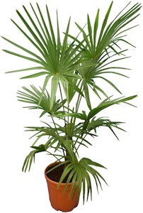 Winterharte Hanfpalme XL - Trachycarpus fortunei - Gesamthöhe 140-160 cm - Topf Ø 36 cm