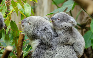 Winterharter Eukalyptus kaufen (Eucalyptus gunnii) - Ein Hauch von Australien im heimischen Garten