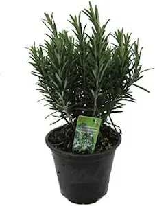 XXL italienischer Rosmarin im Topf - Rosmarinus officinalis 