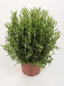 XXL Rosmarin 40-60 cm - Salvia rosmarinus - Frischer Rosmarin für Garten & Küche - Aromatisches Gewürz & Heilpflanze - Ideal für Kräutergärten, Grillen & Mediterrane Rezepte 