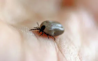 Zecken im Garten bekämpfen – so geht es
